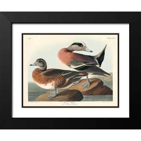 American Widgeon Black Modern Wood Framed Art Print with Double Matting by Audubon, John James
