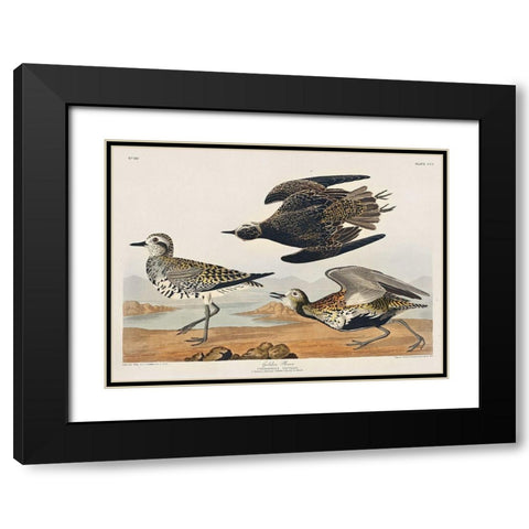 Golden Plover Black Modern Wood Framed Art Print with Double Matting by Audubon, John James