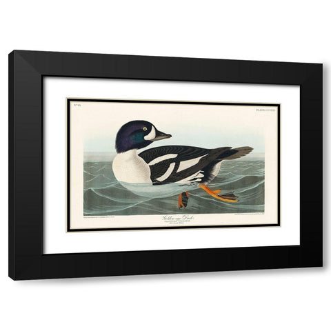 Golden-eye Duck Black Modern Wood Framed Art Print with Double Matting by Audubon, John James