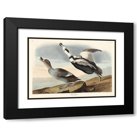 Pied Duck Black Modern Wood Framed Art Print with Double Matting by Audubon, John James