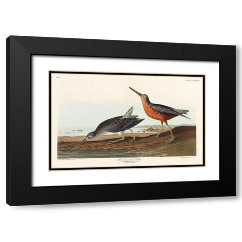 Red-breasted Snipe Black Modern Wood Framed Art Print with Double Matting by Audubon, John James