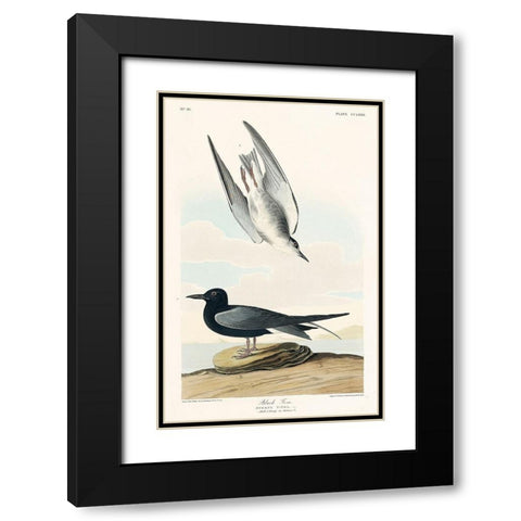 Black Tern Black Modern Wood Framed Art Print with Double Matting by Audubon, John James