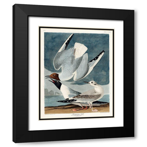 Bonapartian Gull Black Modern Wood Framed Art Print with Double Matting by Audubon, John James