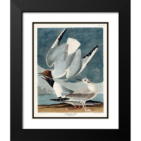 Bonapartian Gull Black Modern Wood Framed Art Print with Double Matting by Audubon, John James
