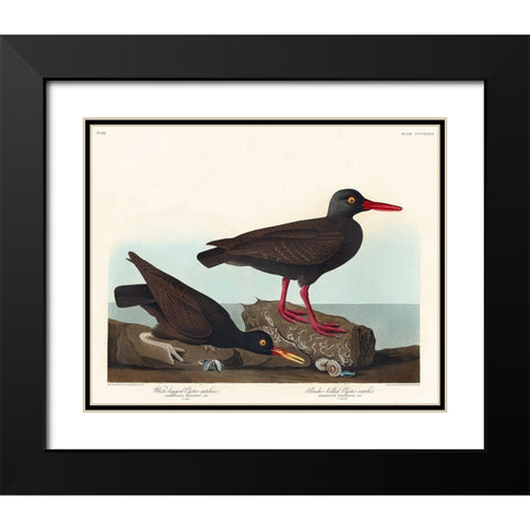 White-legged Oyster-catcher, or Slender-billed Oyster-catcher Black Modern Wood Framed Art Print with Double Matting by Audubon, John James