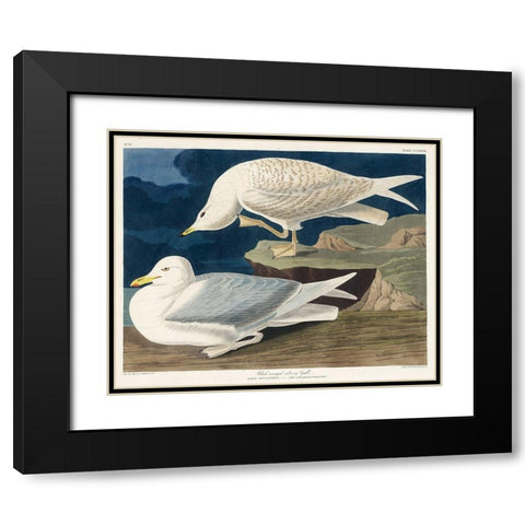 White-winged silvery Gull Black Modern Wood Framed Art Print with Double Matting by Audubon, John James
