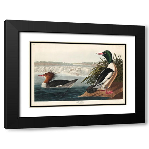 Goosander Black Modern Wood Framed Art Print with Double Matting by Audubon, John James