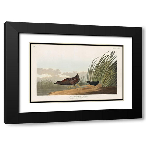 Least Water-hen Black Modern Wood Framed Art Print with Double Matting by Audubon, John James