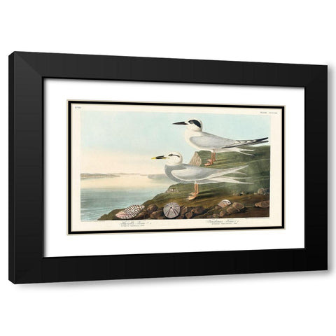 Havells Tern and Trudeaus TernÂ  Black Modern Wood Framed Art Print with Double Matting by Audubon, John James