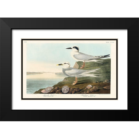 Havells Tern and Trudeaus TernÂ  Black Modern Wood Framed Art Print with Double Matting by Audubon, John James