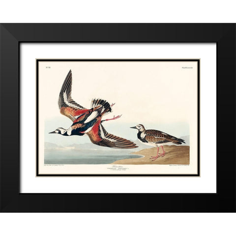 Turn-stone Black Modern Wood Framed Art Print with Double Matting by Audubon, John James