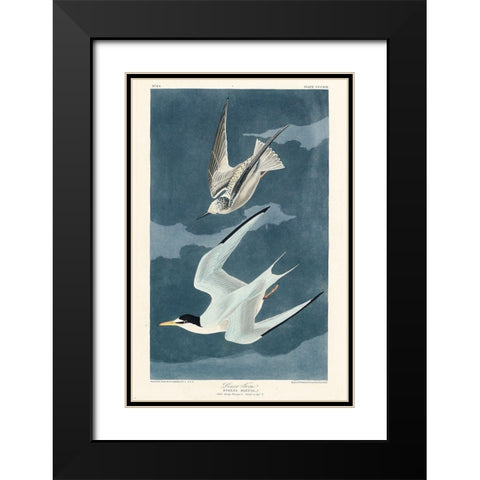 Lesser Tern Black Modern Wood Framed Art Print with Double Matting by Audubon, John James