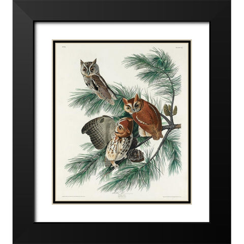 Little Screech Owl Black Modern Wood Framed Art Print with Double Matting by Audubon, John James