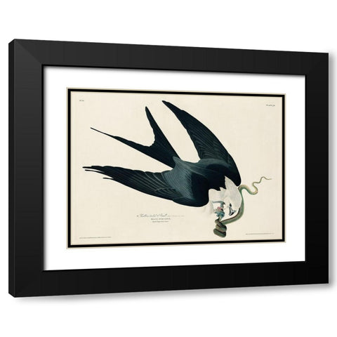 Swallow-tailed Hawk Black Modern Wood Framed Art Print with Double Matting by Audubon, John James