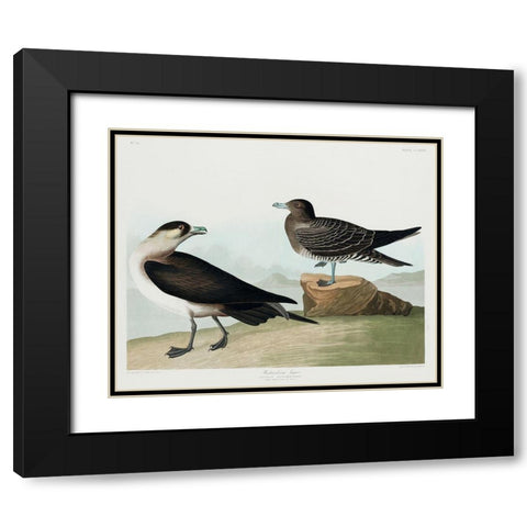 Richardsons JagerÂ  Black Modern Wood Framed Art Print with Double Matting by Audubon, John James