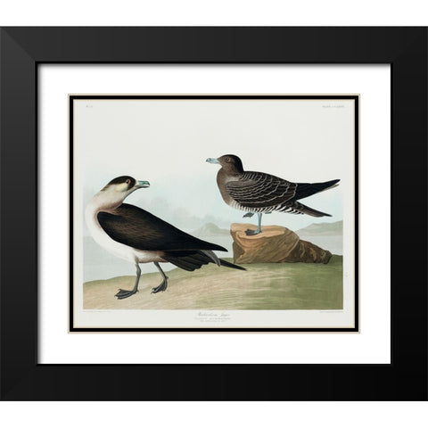 Richardsons JagerÂ  Black Modern Wood Framed Art Print with Double Matting by Audubon, John James