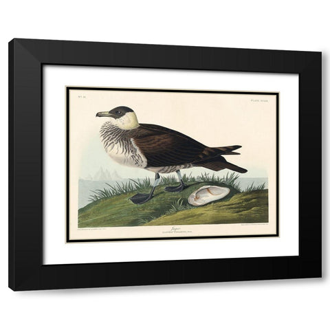 Jager Black Modern Wood Framed Art Print with Double Matting by Audubon, John James