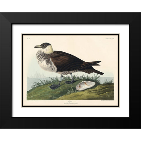 Jager Black Modern Wood Framed Art Print with Double Matting by Audubon, John James