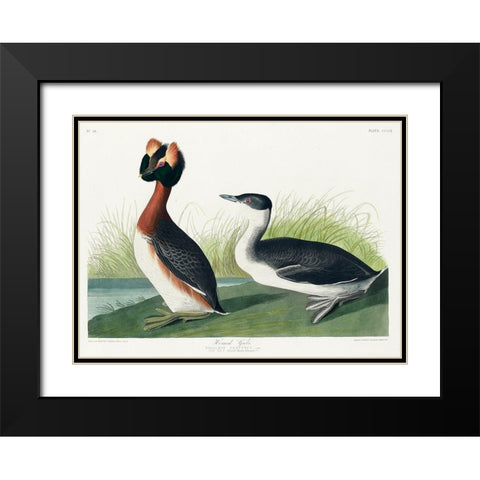 Horned Grebe Black Modern Wood Framed Art Print with Double Matting by Audubon, John James