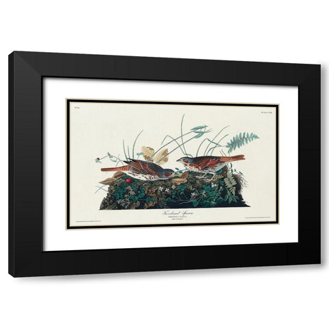 Fox-coloured Sparrow Black Modern Wood Framed Art Print with Double Matting by Audubon, John James