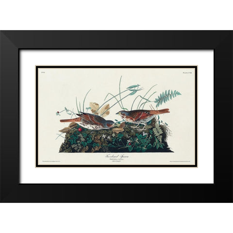 Fox-coloured Sparrow Black Modern Wood Framed Art Print with Double Matting by Audubon, John James