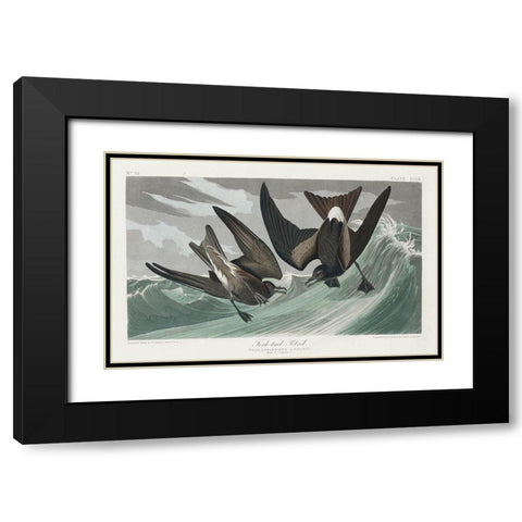 Fork-tailed Petrel Black Modern Wood Framed Art Print with Double Matting by Audubon, John James
