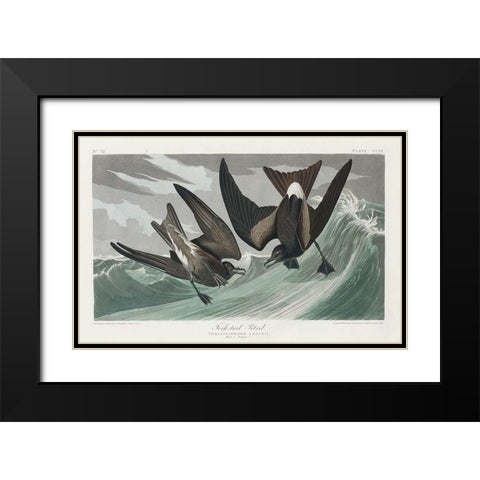 Fork-tailed Petrel Black Modern Wood Framed Art Print with Double Matting by Audubon, John James