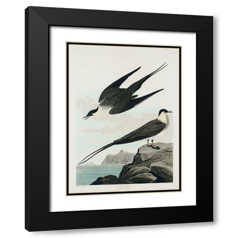 Arctic Yager Black Modern Wood Framed Art Print with Double Matting by Audubon, John James