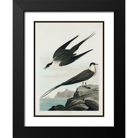 Arctic Yager Black Modern Wood Framed Art Print with Double Matting by Audubon, John James