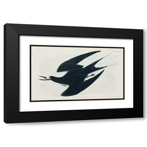 Sooty Tern Black Modern Wood Framed Art Print with Double Matting by Audubon, John James