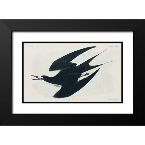 Sooty Tern Black Modern Wood Framed Art Print with Double Matting by Audubon, John James