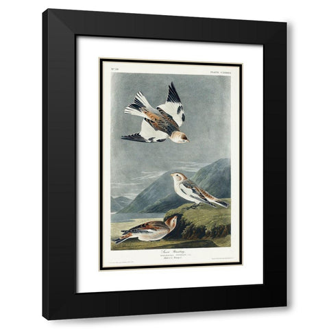Snow Bunting Black Modern Wood Framed Art Print with Double Matting by Audubon, John James