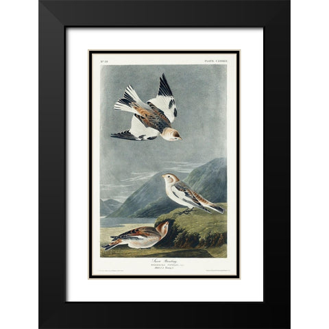 Snow Bunting Black Modern Wood Framed Art Print with Double Matting by Audubon, John James