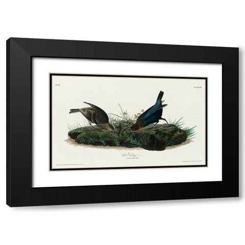 Cow-pen Bird Black Modern Wood Framed Art Print with Double Matting by Audubon, John James