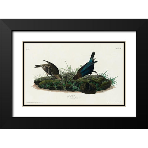 Cow-pen Bird Black Modern Wood Framed Art Print with Double Matting by Audubon, John James