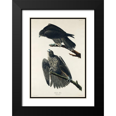 Labrador Falcon Black Modern Wood Framed Art Print with Double Matting by Audubon, John James