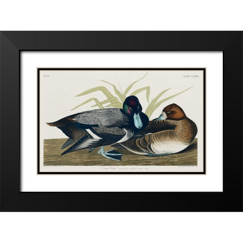 Scaup Duck Black Modern Wood Framed Art Print with Double Matting by Audubon, John James