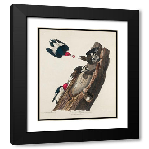 Red-headed Woodpecker Black Modern Wood Framed Art Print with Double Matting by Audubon, John James