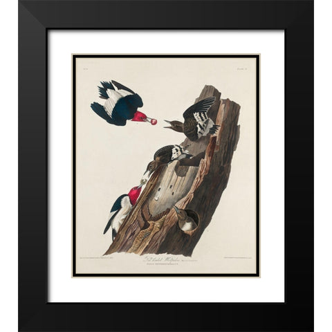 Red-headed Woodpecker Black Modern Wood Framed Art Print with Double Matting by Audubon, John James