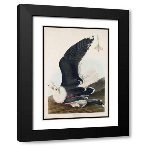 Black Backed GullÂ  Black Modern Wood Framed Art Print with Double Matting by Audubon, John James