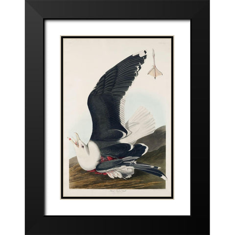 Black Backed GullÂ  Black Modern Wood Framed Art Print with Double Matting by Audubon, John James