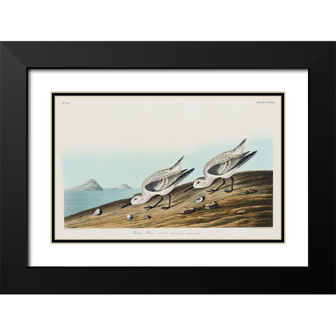Sanderling Black Modern Wood Framed Art Print with Double Matting by Audubon, John James