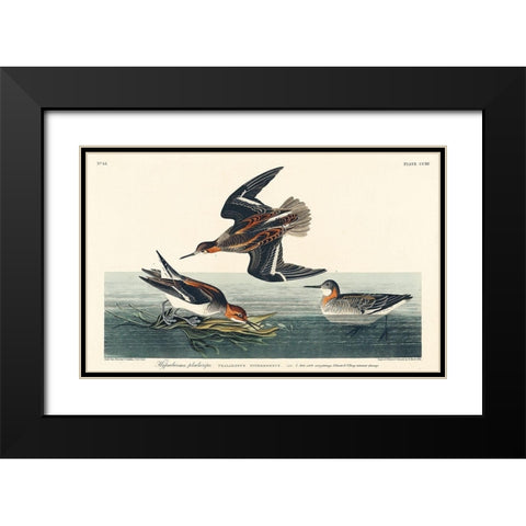 Hyperborean phalarope Black Modern Wood Framed Art Print with Double Matting by Audubon, John James