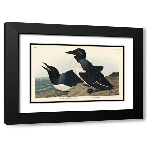 Foolish Guillemot Black Modern Wood Framed Art Print with Double Matting by Audubon, John James