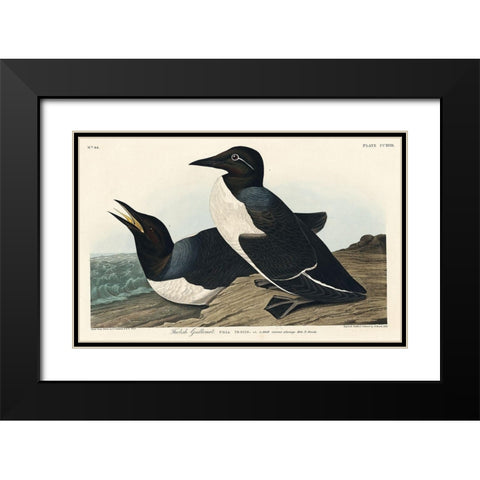 Foolish Guillemot Black Modern Wood Framed Art Print with Double Matting by Audubon, John James