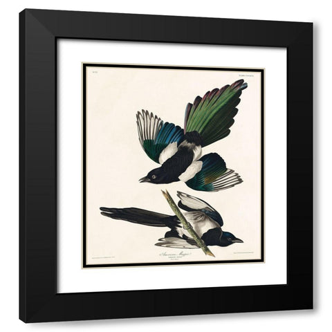 American Magpie Black Modern Wood Framed Art Print with Double Matting by Audubon, John James