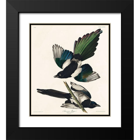 American Magpie Black Modern Wood Framed Art Print with Double Matting by Audubon, John James