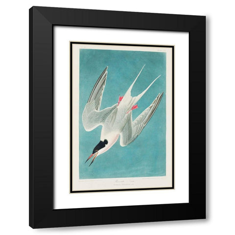 Roseate Tern Black Modern Wood Framed Art Print with Double Matting by Audubon, John James