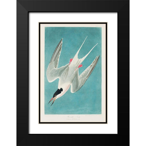 Roseate Tern Black Modern Wood Framed Art Print with Double Matting by Audubon, John James