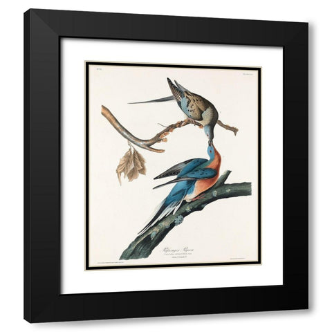 Passenger Pigeon Black Modern Wood Framed Art Print with Double Matting by Audubon, John James